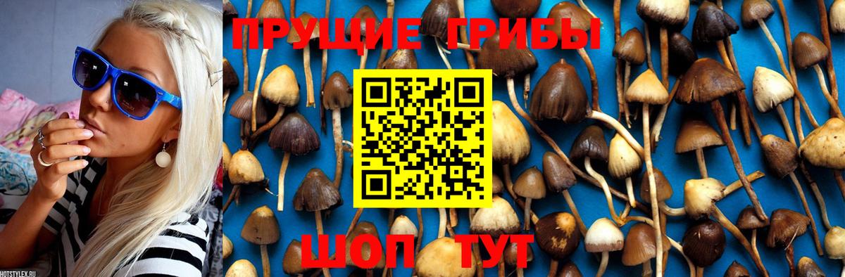Псилоцибиновые грибы Psilocybe  Вход с VPN  Псилоцибиновые грибы ЛСД  Коркино 
